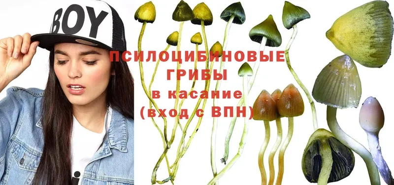 Псилоцибиновые грибы Psilocybine cubensis  купить наркотики цена  Десногорск 